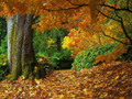 bosq28.jpg (650x488)