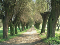 bosq33.jpg (650x488)