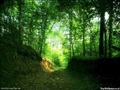 bosq39.jpg (650x488)