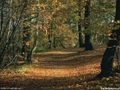 bosq46.jpg (650x488)