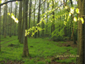 bosq49.jpg (650x488)