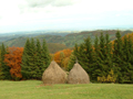 bosq57.jpg (640x480)