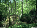 bosq59.jpg (650x488)