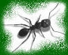 Associació Naturalista Torrellenca (ANT)