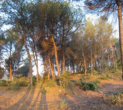 Bosc pi blanc, Jordi Sanarau