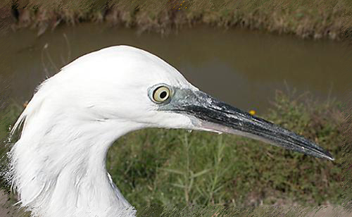 Martinet blanc (Egretta garzetta), Marcial Yuste