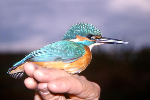 Blauet (alcedo atthis) Marc Pérez