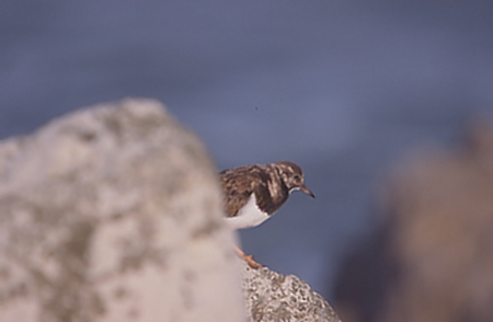 Remena-rocs (Arenaria interpres) Marc Pérez