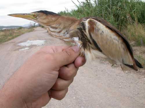 Martinet menut (Ixobrychus minutus)  Sergi Sales