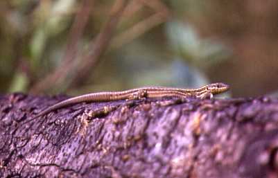 Sargantana