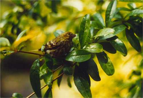Gafarr&oacute; (Serinus serinus) Marc P&eacute;rez
