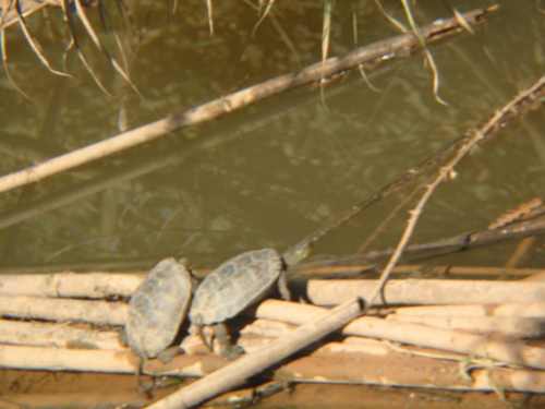 Tortugues de rierol. La Palma. Jordi Sanarau