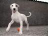 VISITA LA PGINA DEL NOBLE PERRO GALGO Y CONOCE SU TRISTE REALIDAD.