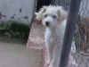 ENLACE EXTERNO A PERROS Y GATOS EN ADOPCIN