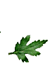 René