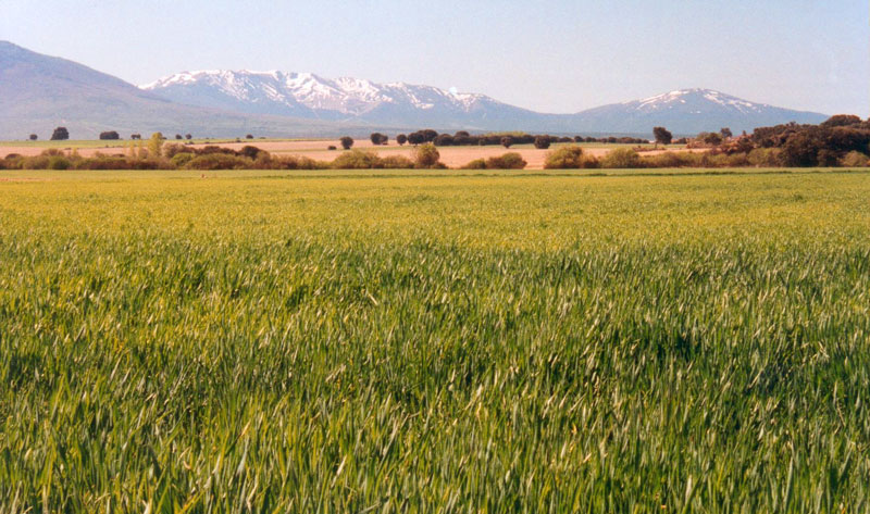 llano2.jpg (135572 bytes)