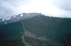 picolobo5.jpg (9300 bytes)