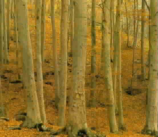 fondoi.jpg (15876 bytes)