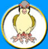 Pokmon Pidgeotto
