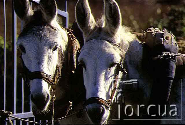 burros