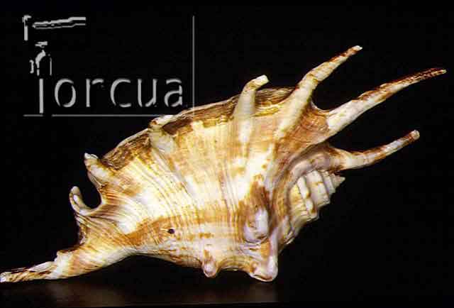 concha