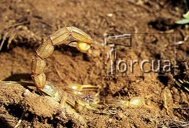 escorpion