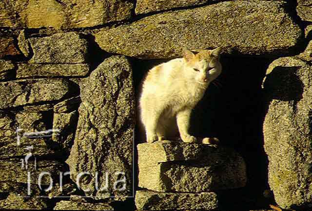 gato
