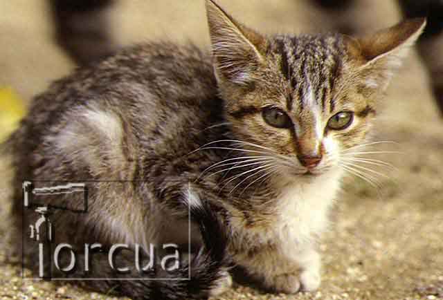 gato2