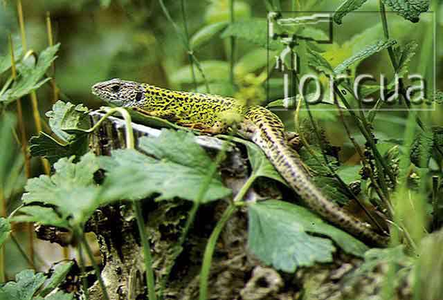 lagarto-verdinegro