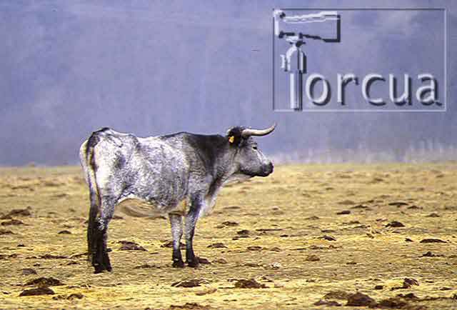 morucha