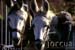 burros