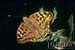 mariposa
