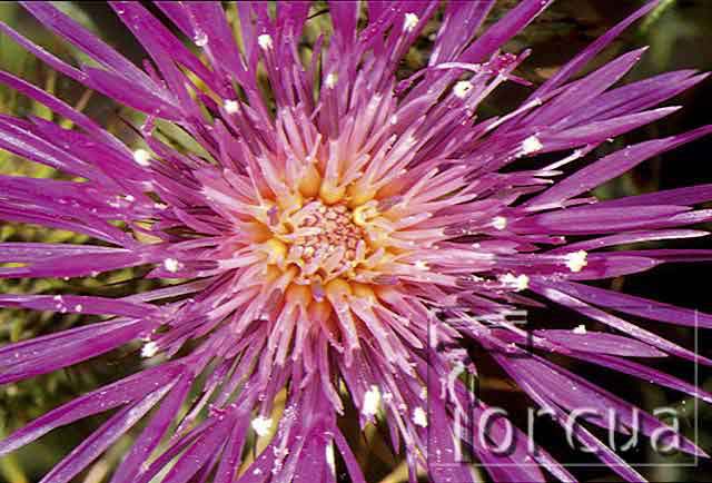 cardo2
