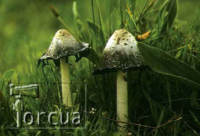 coprinus-comatus