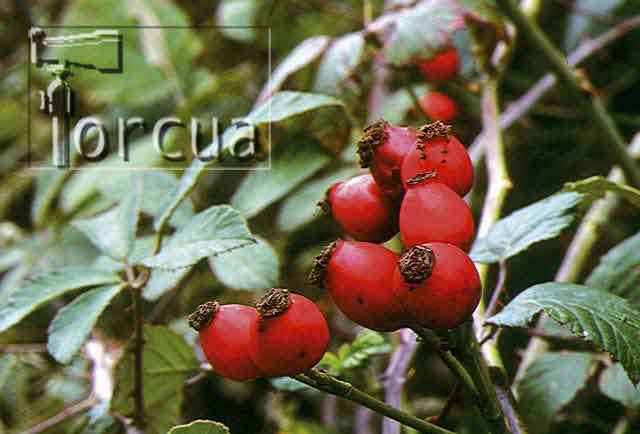 escaramujo
