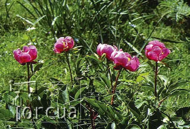 peonias