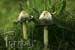 coprinus-comatus