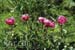 peonias