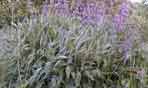salvia