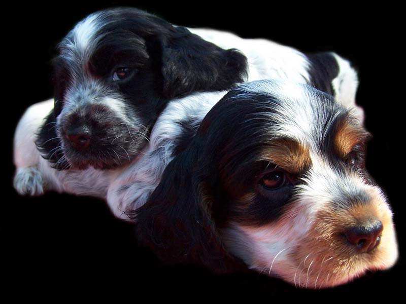 PUPPIES