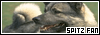Primitive: the Spitz breed FL