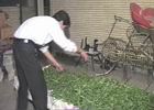 آبگيری از سبزيها