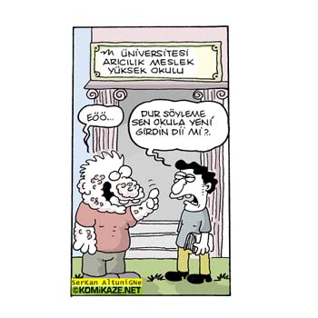 aricilik