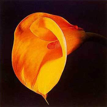 Mapplethorp: lily