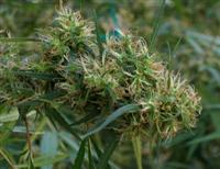 Marihuana Indica en mi Cosecha de Cannabis