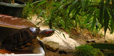 la Tortuga Casiopea