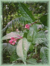 chacruna.jpg (21030 bytes)