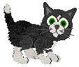 The cool black-and-white shorthair