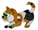 The well-rounded calico