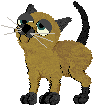 The classy siamese